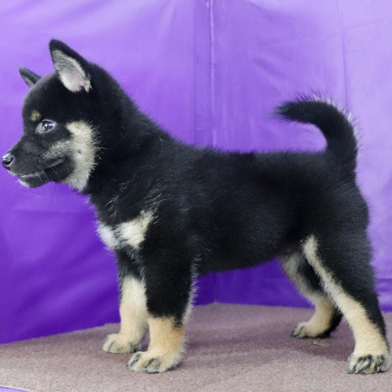 販売中の愛知県の柴犬-406786の3枚目